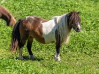 Pony braunweiß gefleckt